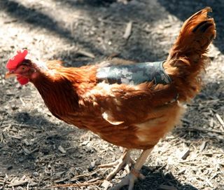 Chicken camo Chicken camo